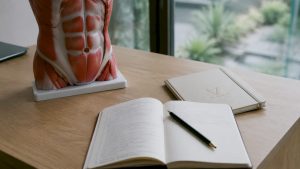 Modelo anatómico de abdomen sobre mesa de consulta